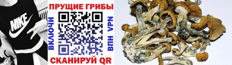 Галлюциногенные грибы прущие грибы  как найти   Гремячинск 